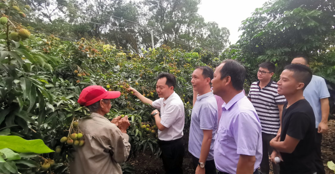 化州杨梅百万斤荔枝上市，珠海驻镇帮扶工作队卖果忙